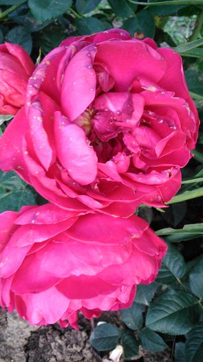 DSC_0343 - TRANDAFIRI 2014 II