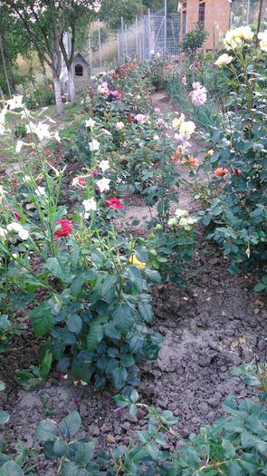 DSC_0363 - TRANDAFIRI 2014 II