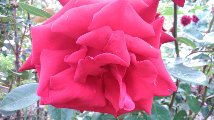 DSC_0351 - TRANDAFIRI 2014 II