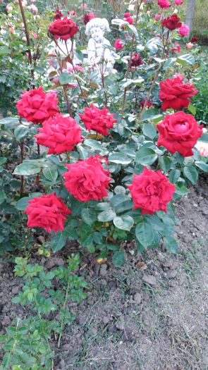 DSC_0352 - TRANDAFIRI 2014 II