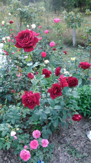 DSC_0353 - TRANDAFIRI 2014 II