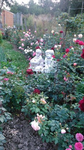 DSC_0354 - TRANDAFIRI 2014 II