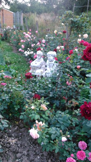 DSC_0355 - TRANDAFIRI 2014 II