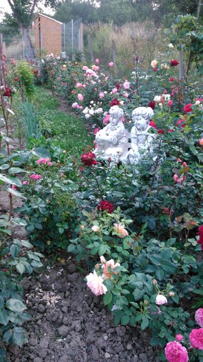 DSC_0357 - TRANDAFIRI 2014 II