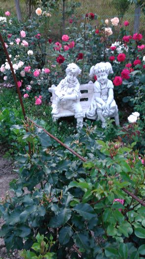 DSC_0358 - TRANDAFIRI 2014 II