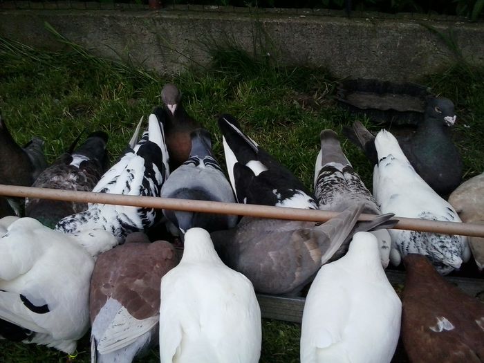 2014-06-28 16.32.31 - Am Tarcul americanilor 2014-2015