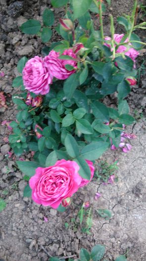 DSC_0364 - TRANDAFIRI 2014 II