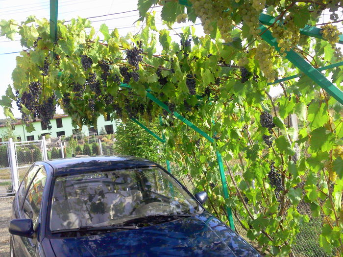 Muscat  Bleu condus in pergola