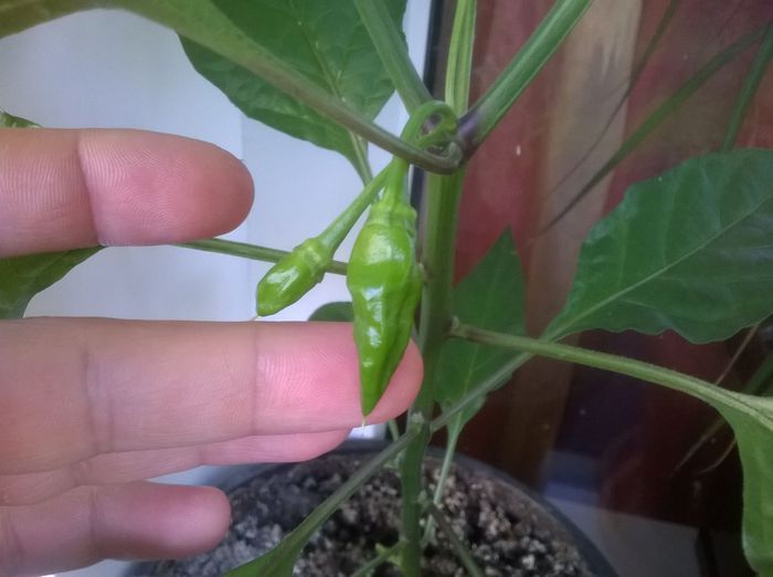 White Bhut Jolokia - Bhut jolokia 2014