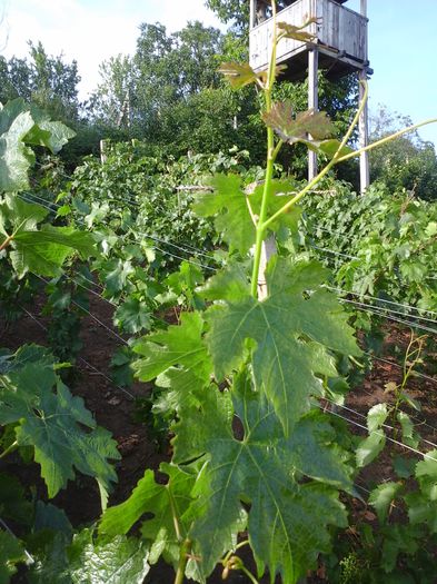 Cabernet Sauvignon lastar - CABERNET SAUVIGNON