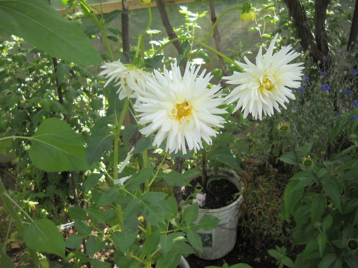 DSCN0341 - 4 floriu de iunie