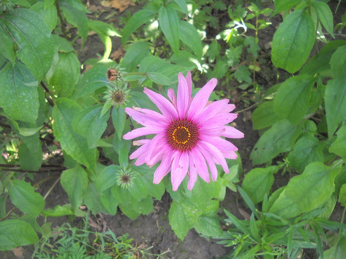 DSCN0343 - 4 floriu de iunie
