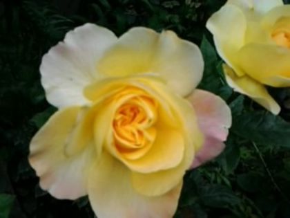 Fotografie1644 - Trandafirii din gradina