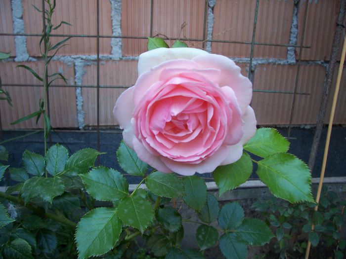 eden rose