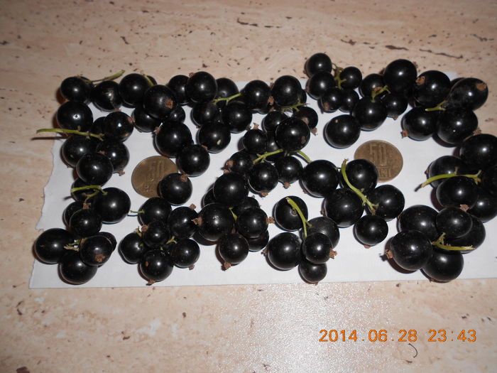 Coacaze - Fructe coacaz negru 2014