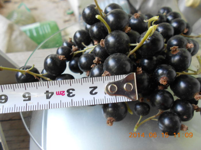Coacaze negre - Fructe coacaz negru 2014