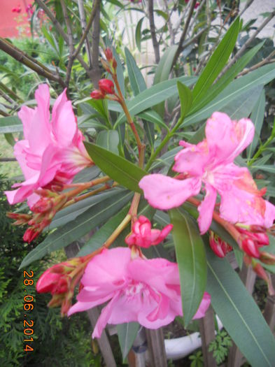 DSCN5631 - Oleandri 2011-2012-2013-2014-2015
