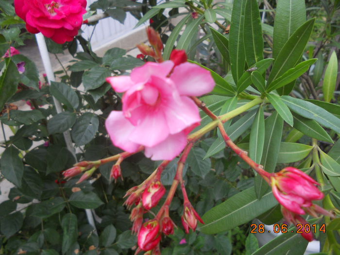 DSCN5633 - Oleandri 2011-2012-2013-2014-2015