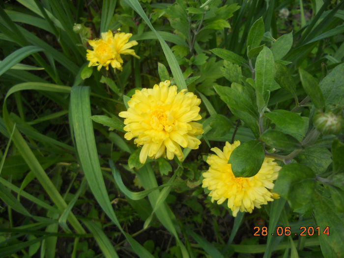 DSCN5627 - Oituz 2014