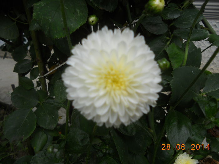 DSCN5628 - Oituz 2014