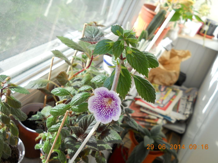 achimenes ambroise v. - IUNIE 2014