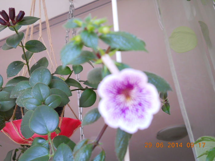 043 - IUNIE 2014