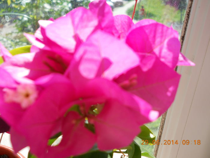 045 - IUNIE 2014