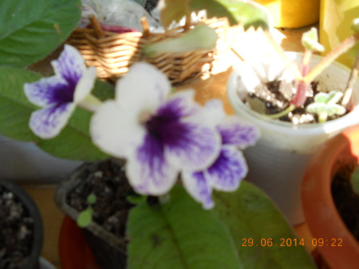 streptocarpus