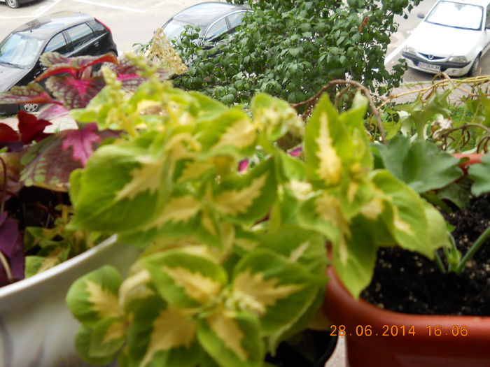 029 - ACHIZITII 2014