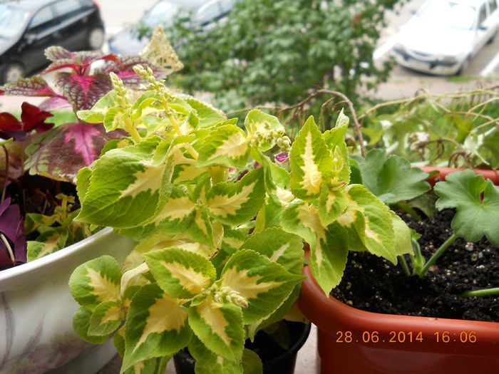 031 - ACHIZITII 2014