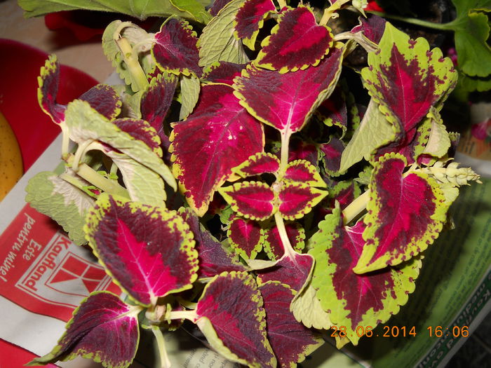 032 - ACHIZITII 2014