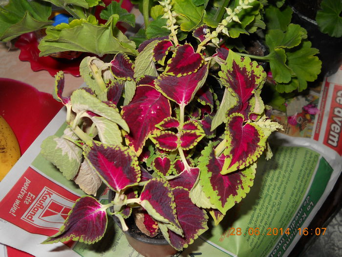 033 - ACHIZITII 2014