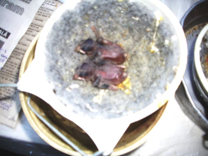 CANARI LA CUIB 2014 016