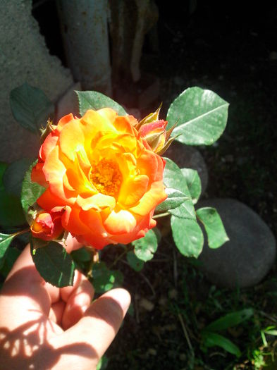 real_nr.14 - 02_trandafiri URCATORI