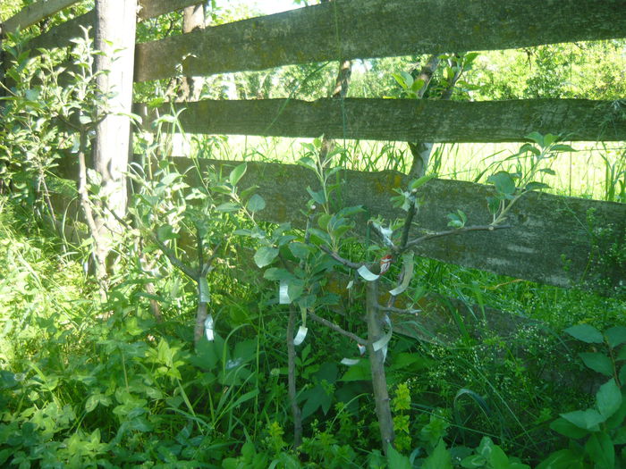 P1050631; toti sant altoiti cu soiuri multiple
