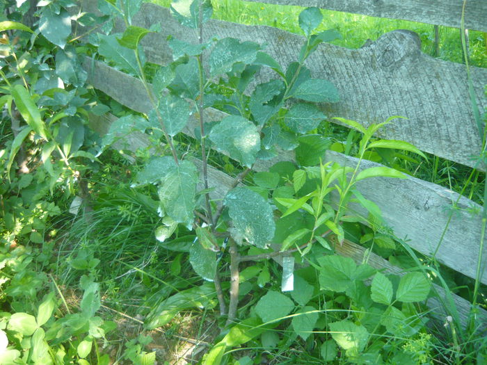 P1050622; tuti fruti
