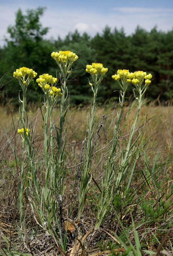 siminoc; Helichrysum arenarium
