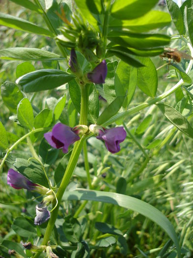 Floare de linte - D-Gradina de legume-2014