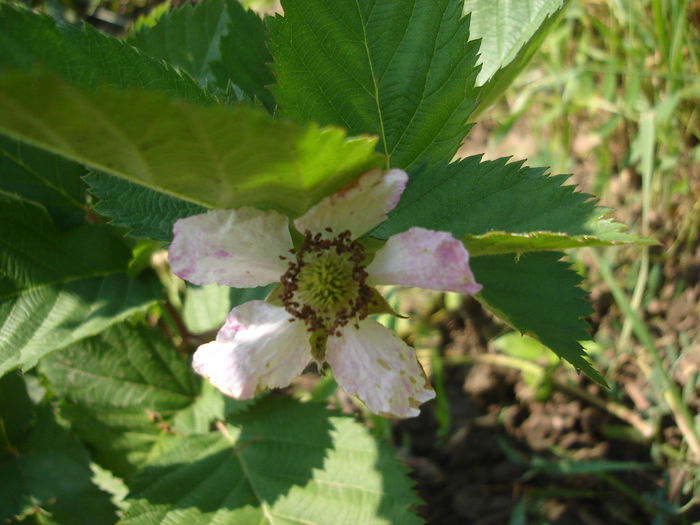 Floare de mur - o - Muri