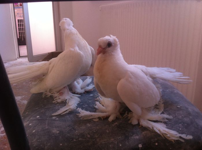 image; Pui 2014 siberieni
