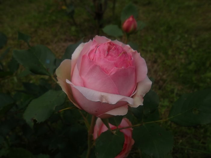 first lady - trandafiri tantau
