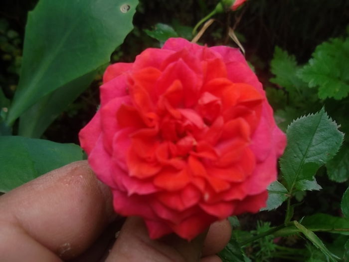 orange juwel