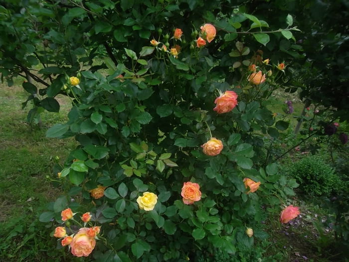 gartenspass