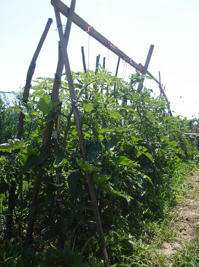 29 iunie- Tomate cherry