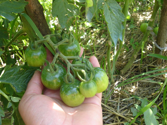 Tomate cherry; 29 iunie 2014
