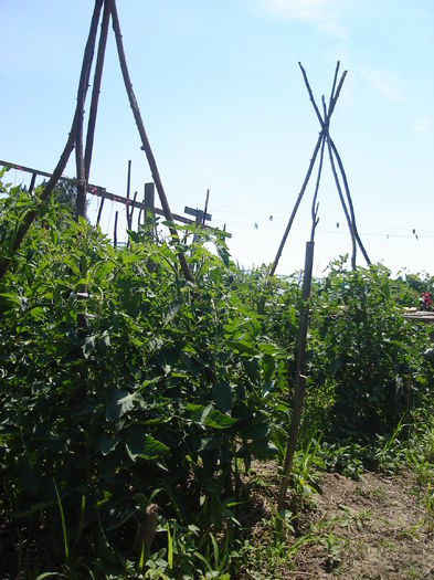 29 iunie "Tomate Oxheart" - D-Gradina de legume-2014