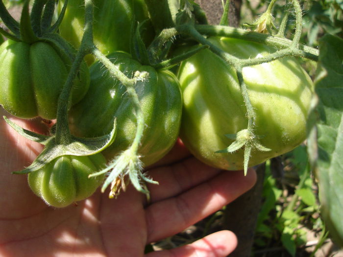 tomate OXHEART - D-Gradina de legume-2014