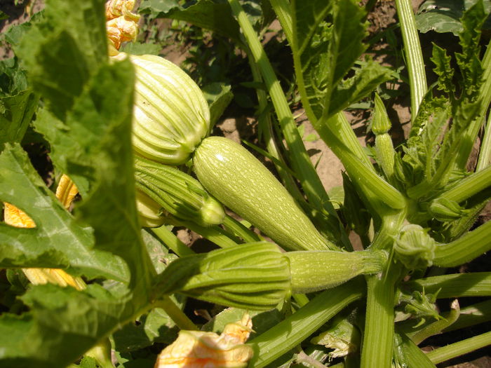 Se fac dovleceii; 29 iunie 2014
