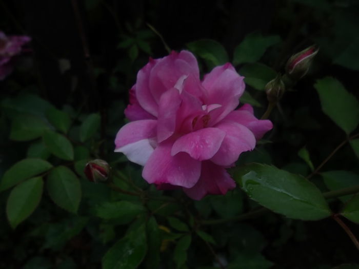 mov urcator - trandafiri 2014