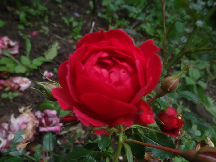 mini - trandafiri 2014